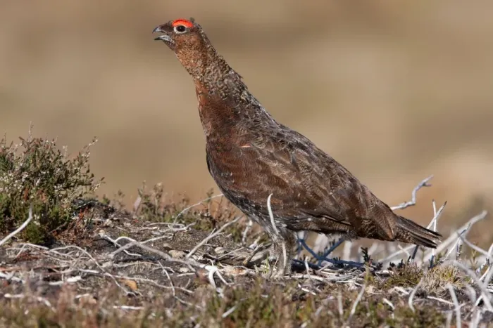 Framed Print : Red grouse - Single adult male calling. Cairngorms, Scotland, UK Framed Print : Red grouse - Single adult male calling. Cairngorms, Scotland, UK