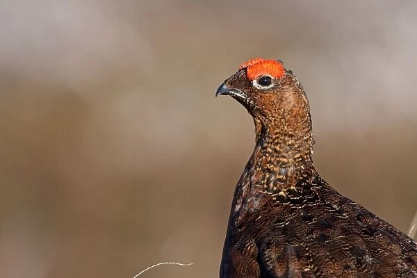 Red Grouse - Single adult male looking at the camera, Cairngorms, Scotland, UK