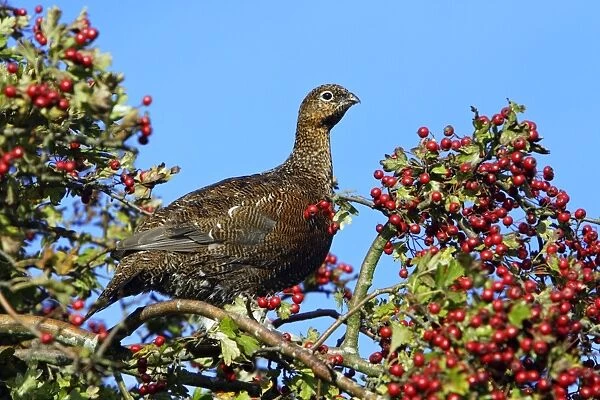 Red Grouse - sitting in white thorn tree with ripened berries, autumn. Northumberland, UK