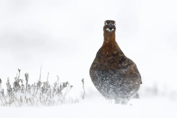 Framed Print : Red Grouse In snow storm. North Yorkshire. England, UK Framed Print : Red Grouse In snow storm. North Yorkshire. England, UK