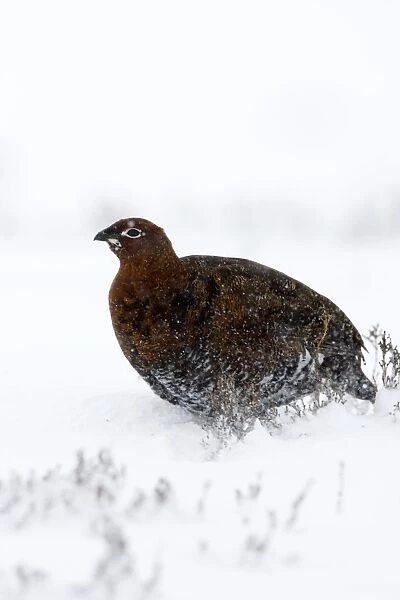 Red Grouse In snow storm. North Yorkshire. England, UK