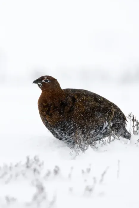 Framed Print : Red Grouse In snow storm. North Yorkshire. England, UK Framed Print : Red Grouse In snow storm. North Yorkshire. England, UK