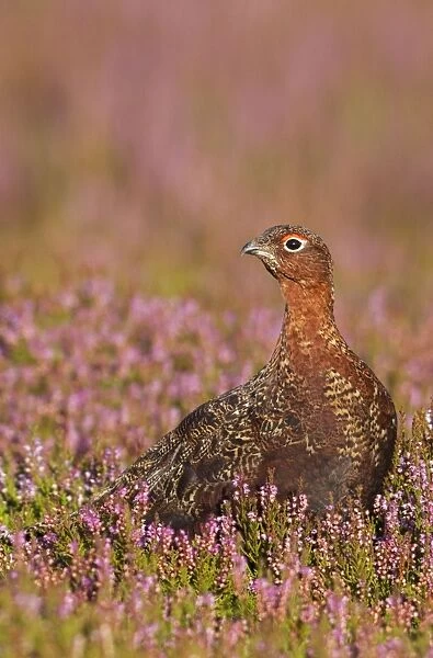 Red Grouse - standing amongst heather in early morning sunshine - Grinton - Yorkshire - England