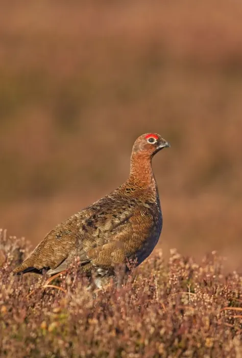 Framed Print : Red Grouse - standing amongst the heather in early morning sunshine - February - Scotland - UK Framed Print : Red Grouse - standing amongst the heather in early morning sunshine - February - Scotland - UK