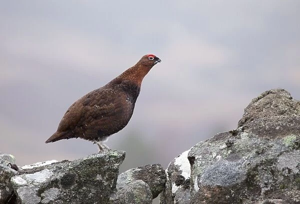Red Grouse - standing on a lichen covered wall in moorland - February - Scotland - UK