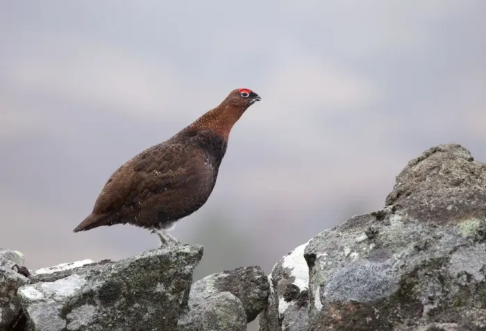 Framed Print : Red Grouse - standing on a lichen covered wall in moorland - February - Scotland - UK Framed Print : Red Grouse - standing on a lichen covered wall in moorland - February - Scotland - UK