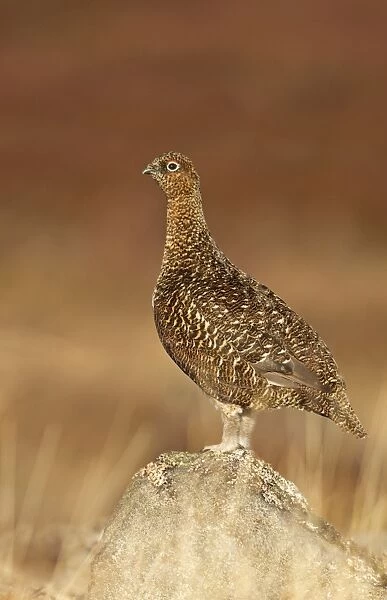 Red Grouse - standing on a rock in moorland - February - Scotland - UK