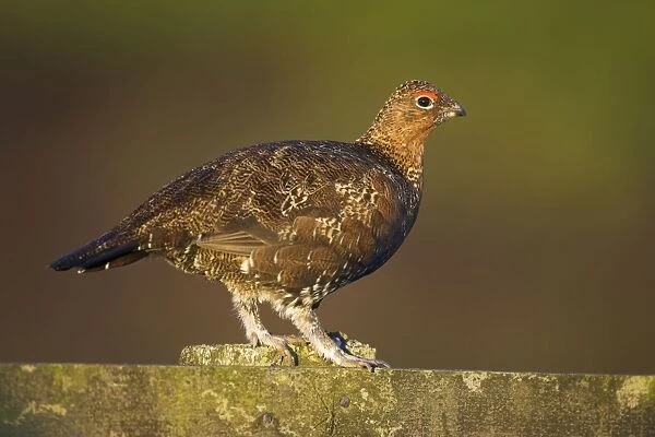 Red Grouse Walking on the fence. North Yorkshire. England, UK