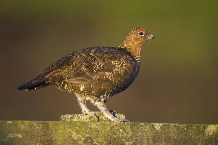 Framed Print : Red Grouse Walking on the fence. North Yorkshire. England, UK Framed Print : Red Grouse Walking on the fence. North Yorkshire. England, UK