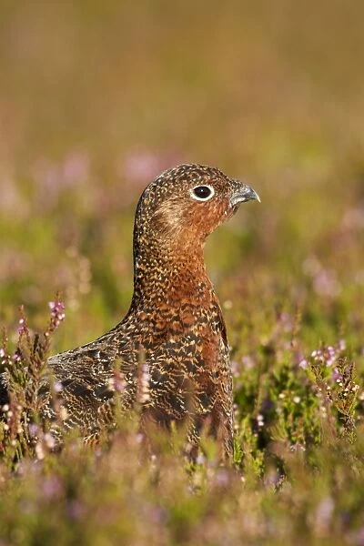 Red Grouse - walking through heather - August - Grinton - Yorkshire Dales - England
