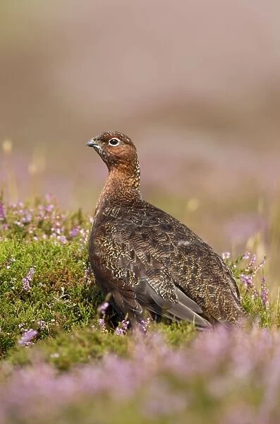Red Grouse - walking through heather - August - Grinton - Yorkshire Dales - England