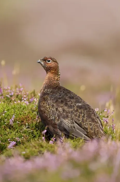 Framed Print : Red Grouse - walking through heather - August - Grinton - Yorkshire Dales - England Framed Print : Red Grouse - walking through heather - August - Grinton - Yorkshire Dales - England