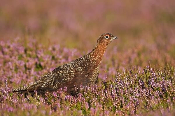 Red Grouse - walking through heather in early morning sunshine - Grinton - Yorkshire Dales - England