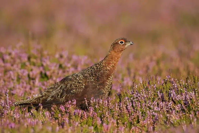 Framed Print : Red Grouse - walking through heather in early morning sunshine - Grinton - Yorkshire Dales - England Framed Print : Red Grouse - walking through heather in early morning sunshine - Grinton - Yorkshire Dales - England