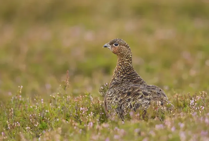 Framed Print : Red Grouse - walking through heather - Female - August - Grinton - Yorkshire Dales - England Framed Print : Red Grouse - walking through heather - Female - August - Grinton - Yorkshire Dales - England