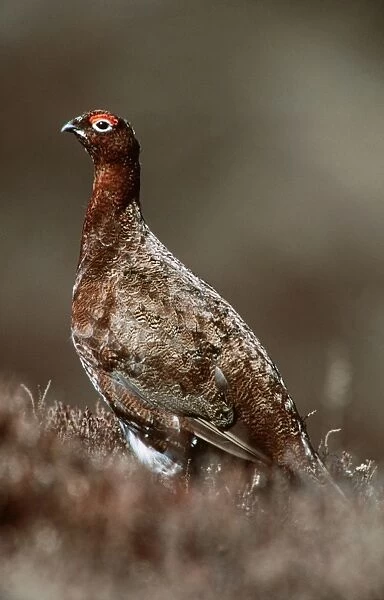 Red Grouse Yorkshire Dales, UK