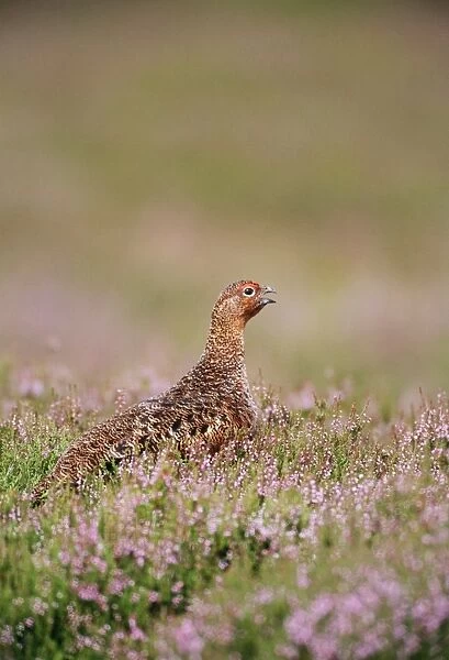 Red Grouse Yorkshire, UK