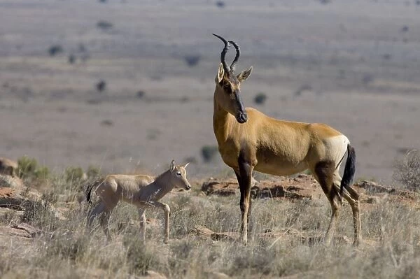 Red Haretebeest - Female with young calf. Inhabits savanna and open woodland. Now restricted to arid western areas of subregion, but has been widely reintroduced within former range. Mountain Zebra National Park, Eastern Cape, South Africa