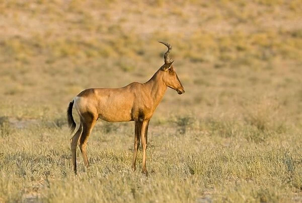Red Hartebeest-Early morning portrait Kgalagadi Transfrontier Park-South Africa-Botswana-Africa