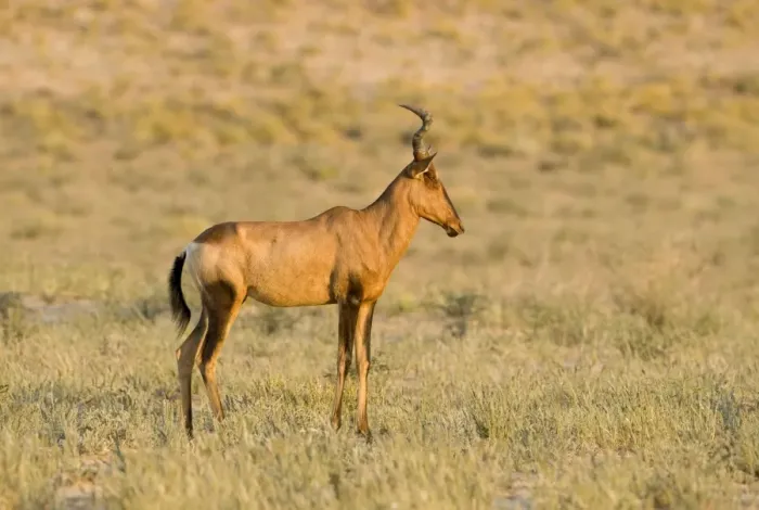 Framed Print : Red Hartebeest-Early morning portrait Kgalagadi Transfrontier Park-South Africa-Botswana-Africa Framed Print : Red Hartebeest-Early morning portrait Kgalagadi Transfrontier Park-South Africa-Botswana-Africa