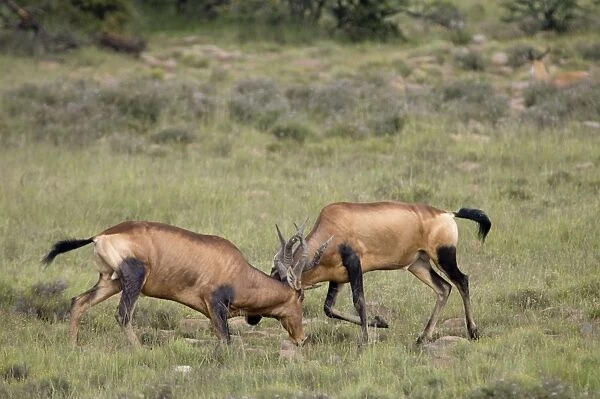 Red Hartebeest - Territorial fight between two bulls. Inhabits savanna and open woodland. Now restricted to arid western areas of subregion, but has been widely reintroduced within former range