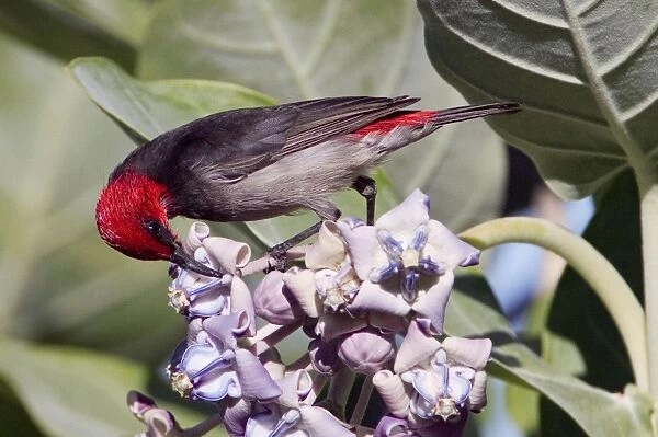 Red-headed Honeyeater - Male feeding on flowers - adjacent to Broome township - Western Australia