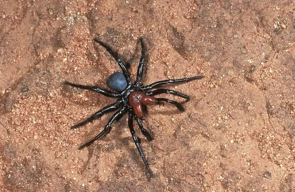 Red-headed mouse spider male searching for mate. Only the male is called ‘red-headed'. Australia CAH00097
