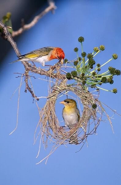Red-headed Weaver Male above female inspecting nest. Zimbabwe, Africa
