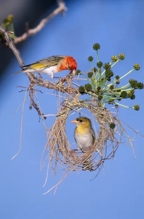 Framed Print : Red-headed Weaver Male above female inspecting nest. Zimbabwe, Africa Framed Print : Red-headed Weaver Male above female inspecting nest. Zimbabwe, Africa