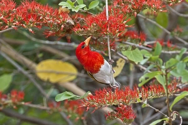 Red-headed Weaver - searching for food in flowering shrub - Kruger National Park - South Africa