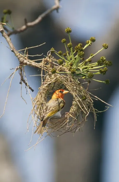 Framed Print : Red-headed Weaver - Zimbabwe, Africa Framed Print : Red-headed Weaver - Zimbabwe, Africa