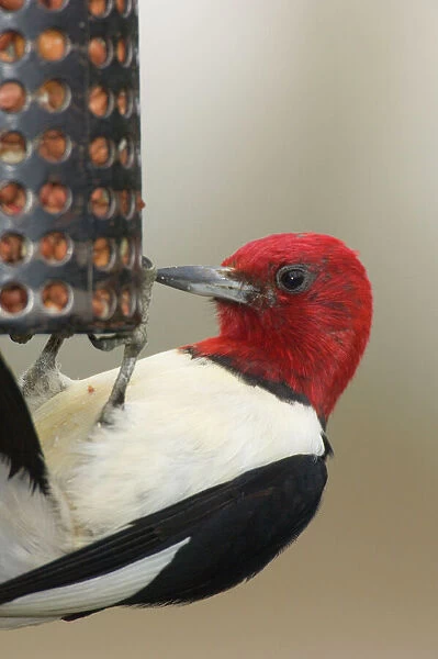 Red-headed Woodpecker - Eating seeds at a bird feeder