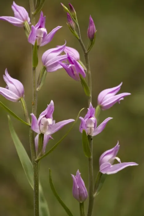 Framed Print : Red helleborine (Cephalanthera rubra). Very rare orchid in UK Framed Print : Red helleborine (Cephalanthera rubra). Very rare orchid in UK