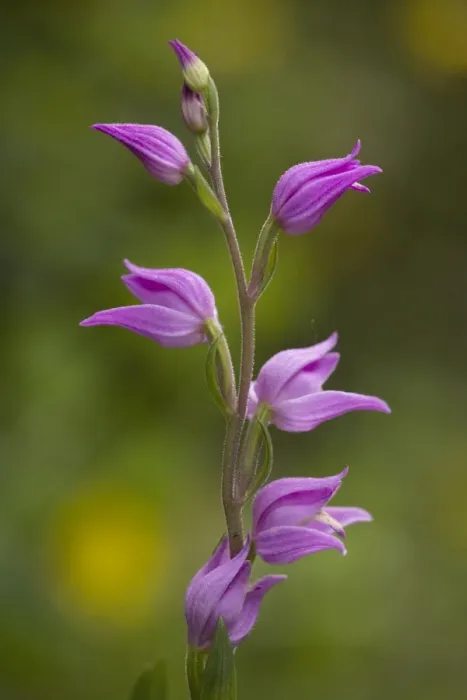 Framed Print : Red helleborine (Cephalanthera rubra). Very rare in UK Framed Print : Red helleborine (Cephalanthera rubra). Very rare in UK
