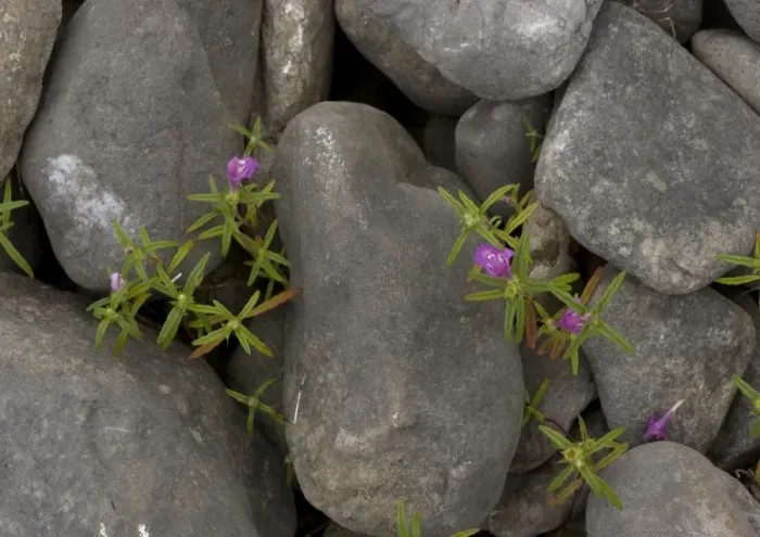 Framed Print : Red-Hemp Nettle