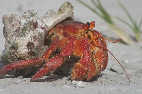 Red Hermit Crab - Emerging from its shell. On Home Island, Cocos (Keeling) Islands, Indian Ocean