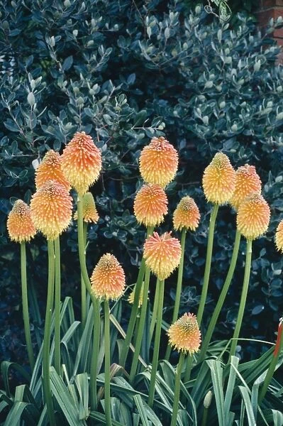 Red Hot Poker  /  Torch Lily