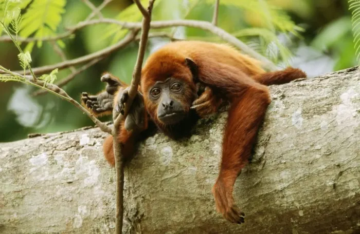 Framed Print : Red Howler Monkey Framed Print : Red Howler Monkey