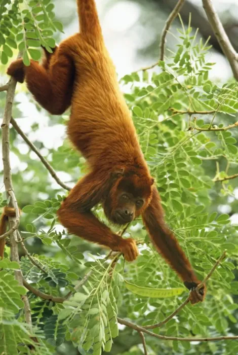 Framed Print : Red Howler Monkey Framed Print : Red Howler Monkey