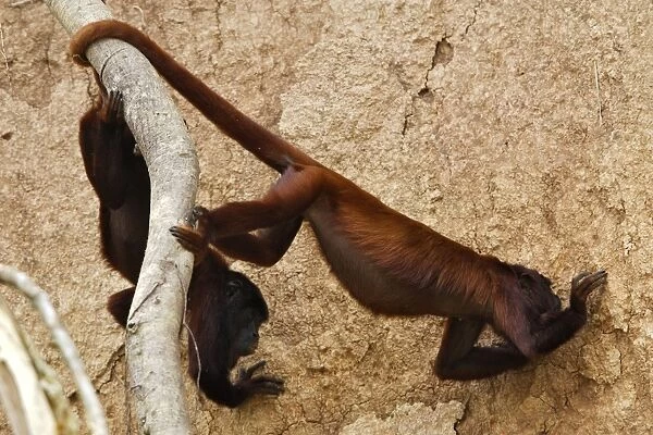 Red Howler Monkey eating clay Tambopata Nature Reserve Peru