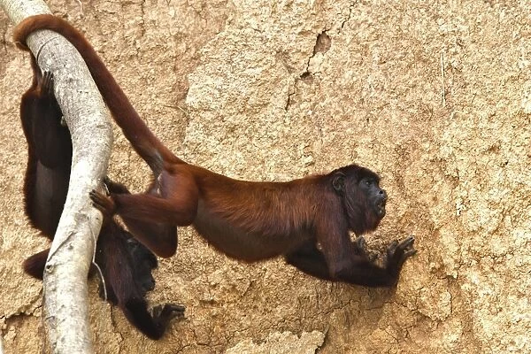 Red Howler Monkey - eating clay Tambopata Nature Reserve Peru