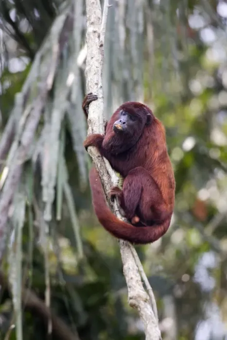 Framed Print : Red Howler Monkey - eating clay Tambopata Nature Reserve Peru Framed Print : Red Howler Monkey - eating clay Tambopata Nature Reserve Peru
