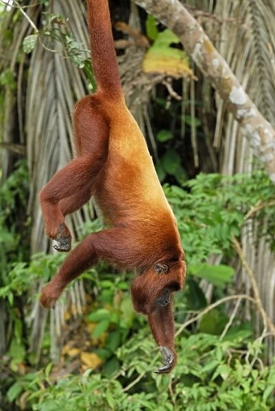 Red Howler Monkey - hanging by tail - Iquitos - Peru