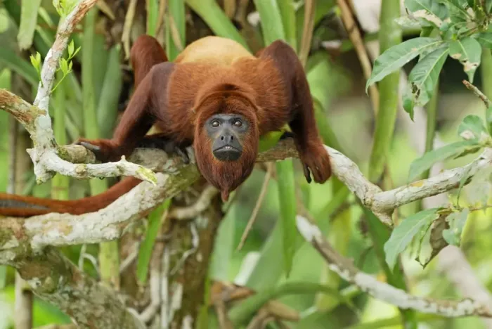 Framed Print : Red Howler Monkey - Iquitos - Peru Framed Print : Red Howler Monkey - Iquitos - Peru