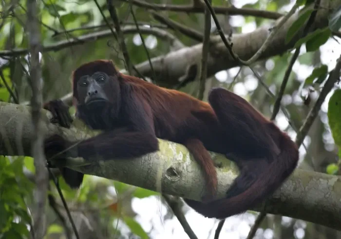 Framed Print : Red Howler Monkey - Male. llianos Venezuela Framed Print : Red Howler Monkey - Male. llianos Venezuela