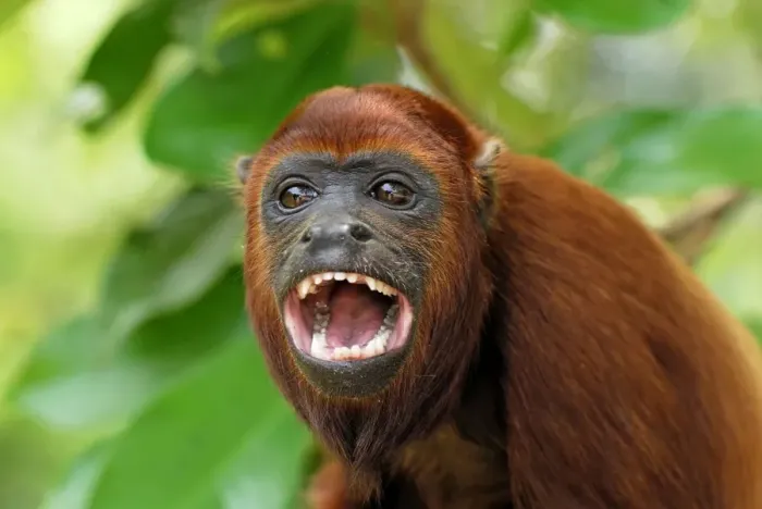 Framed Print : Red Howler Monkey - with mouth open - Iquitos - Peru Framed Print : Red Howler Monkey - with mouth open - Iquitos - Peru