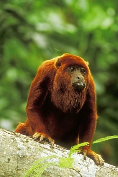 Red Howler Monkey WAT 6160 Alouatta seniculus © M. Watson  /  ardea. com