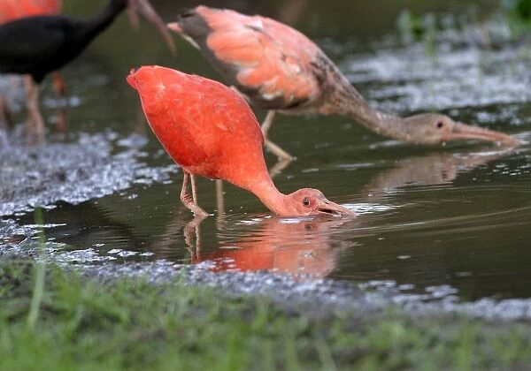 Red Ibis. WAT-9053. Scarlet Ibis - feeding