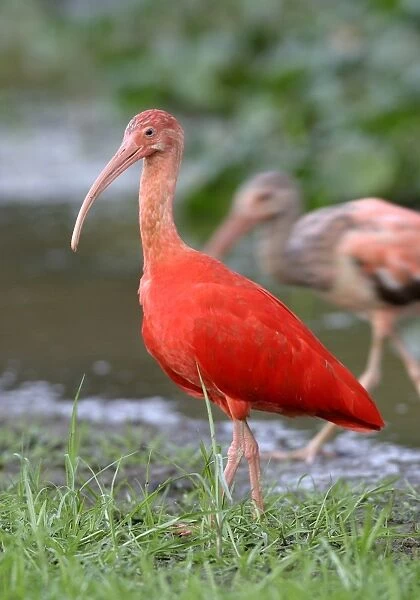 Red Ibis. WAT-9055. Scarlet Ibis. Llanos, Venezuela