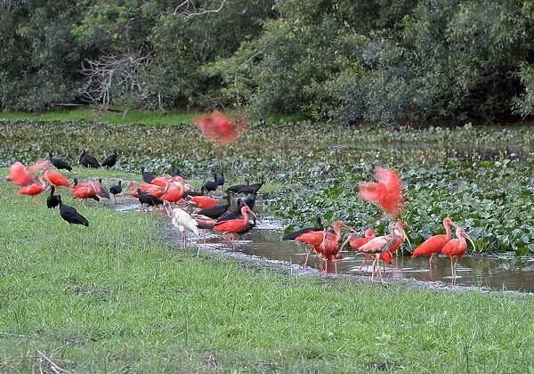 Red Ibis. WAT-9056. Scarlet Ibis - group with Glossy Ibis